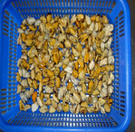 cookedbluemusselmeat