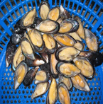 cookedbluemusselmeat