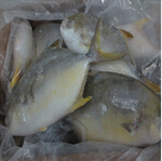 goldenpomfret