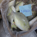 goldenpomfret