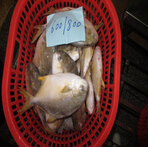 goldenpomfret