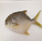 goldenpomfret