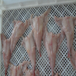 monkfish