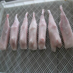 monkfish