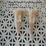 monkfish