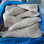 redgurnard