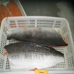 salmon