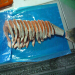 salmon