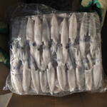 squid