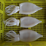 squid