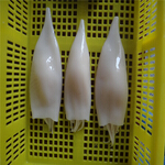 squid