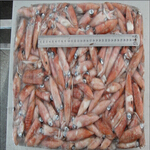 squid