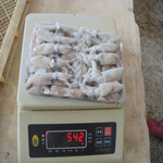 squid