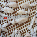 squid