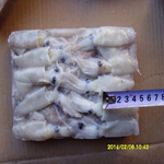 squid