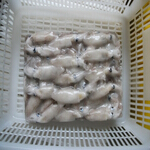 squid