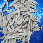 squid