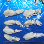 squid