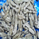 squid
