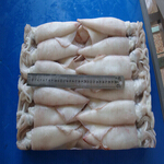 squid