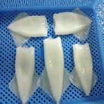 squid