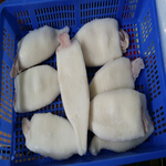 squid