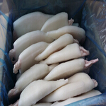 squid