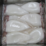 squid