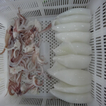 squid