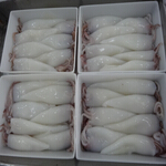 squid