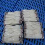 squid