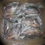 tilapia