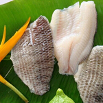 tilapia