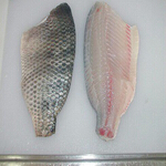 tilapia