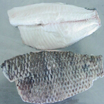 tilapia