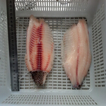 tilapia