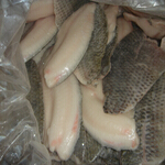 tilapia