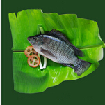 tilapia