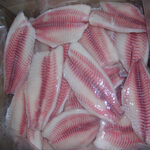 tilapia