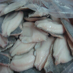 tilapia